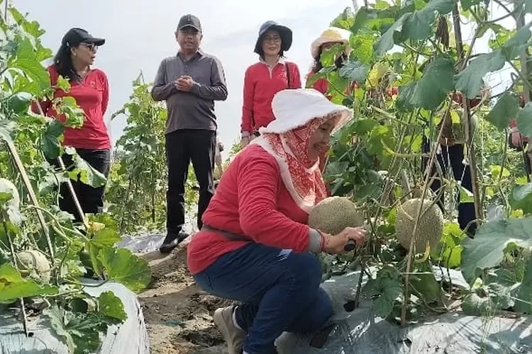 Bupati Sergai H. Darma Wijaya, akrab disapa Bang Wiwik, saat meninjau panen melon milik Boiren, petani di Desa Kerapuh, Kecamatan Dolok Masihul