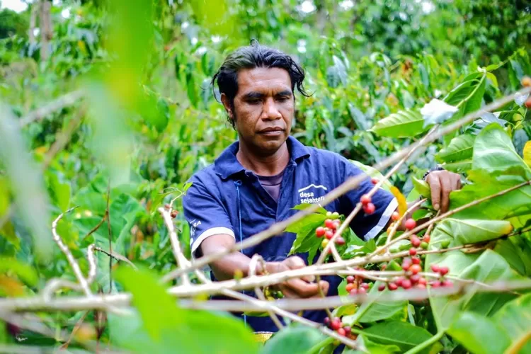 Petani Desa Sejahtera Astra Bajawa tengah memanen biji kopi merah yang telah matang sempurna di kebun kopi dataran tinggi Flores. (Foto : Realitasonline / Ist)