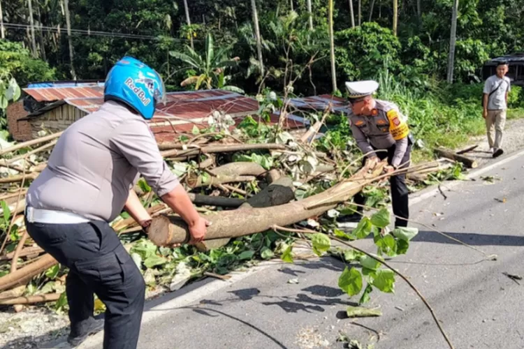 Personil Sat Lantas Polres Padangsidimpuan membersihkan pohon tumbang di badan Jalan Imam Bonjol Sihitang, Kota Padangsidimpuan,   (Realitasonline.id / Riswandy)
