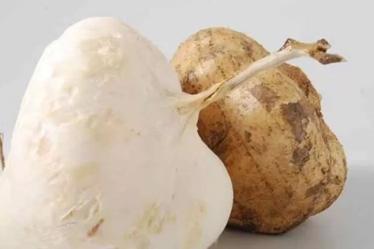 Ilustrasi buah bengkuang. (pertanianku.com)