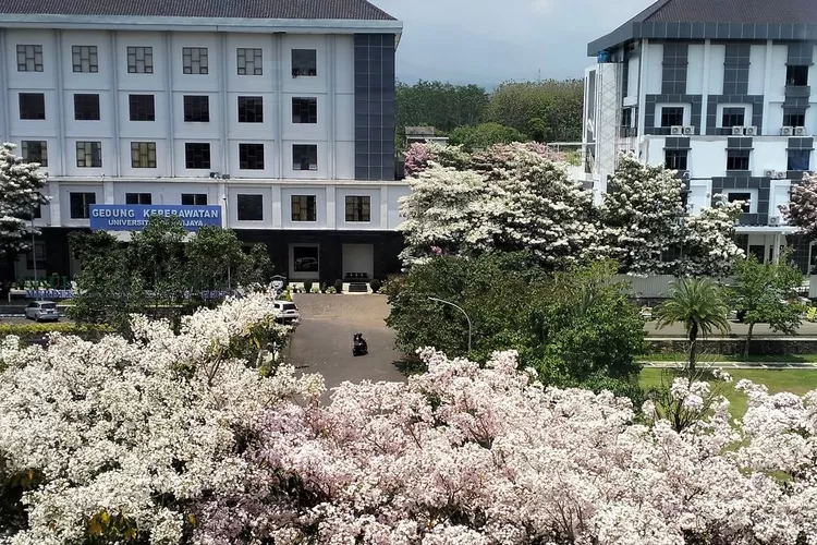 Jadi Spot Foto Dadakan Mirip Jepang, Bunga Tabebuya Bermekaran Di ...