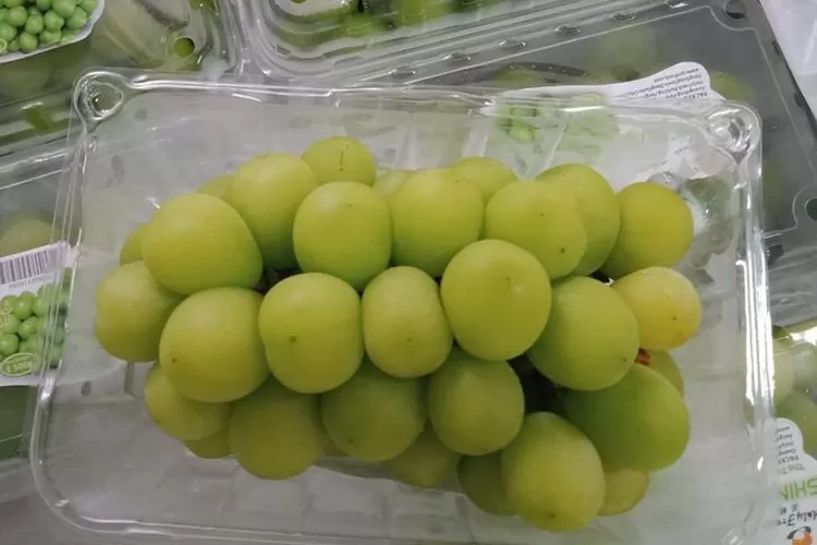 Buah Anggur Shine Muscat DIimpor Ke Negeri Jiran (Instagram@pokha_garden)