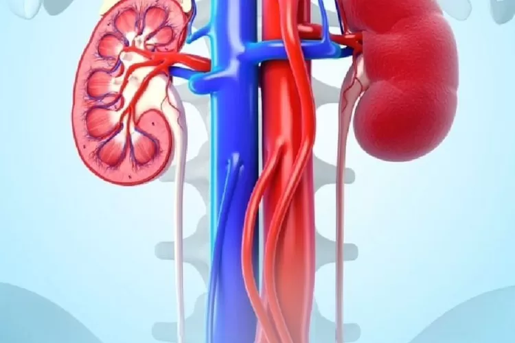 Gagal ginjal berbahaya bagi tubuh (instagram/@dr.danarpramudya)