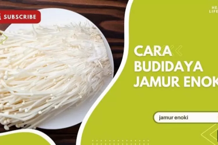 Panduan Praktis Budidaya Jamur Enoki Langkah Langkah Mudah Dari