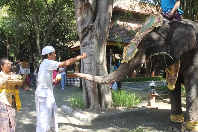 Wujud Terima Kasih Sekaligus Penghormatan Satwa Taman Safari Bali