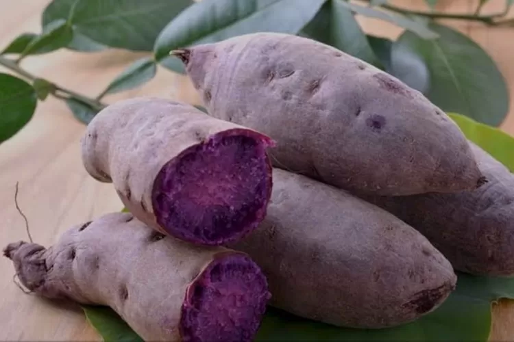 Ilustrasi Ubi jalar (Google)