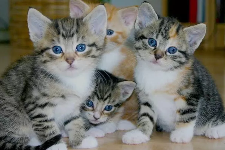 Ilustrasi. Kucing. (Mongabay/ Google)