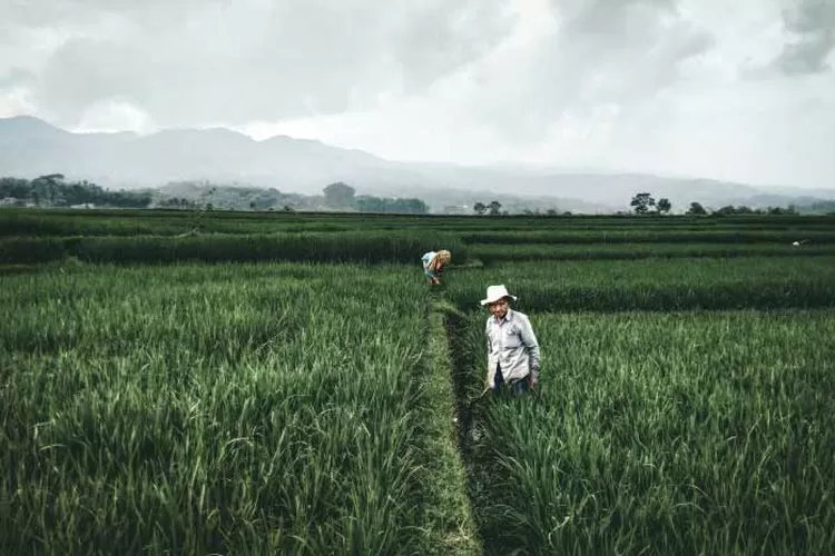 ilustrasi prospek kerja lulusan jurusan ilmu hama dan penyakit tanaman  (Unsplash/Ramadhani Rafid)