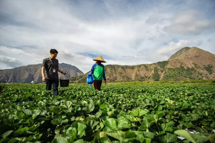 Peringati Hari Tani Nasional, BRI terus konsisten mendukung petani. (BRI)