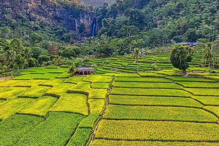 Sektor Pertanian di Luwu Utara Bagaikan Akar Tanaman, Harus Dijaga Kesuburannya (Istimewa)