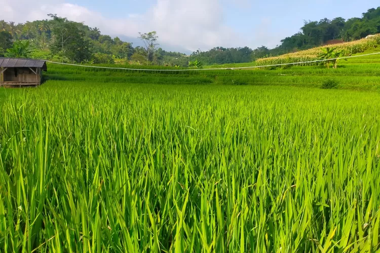 Ilustrasi (Dok. Pribadi)