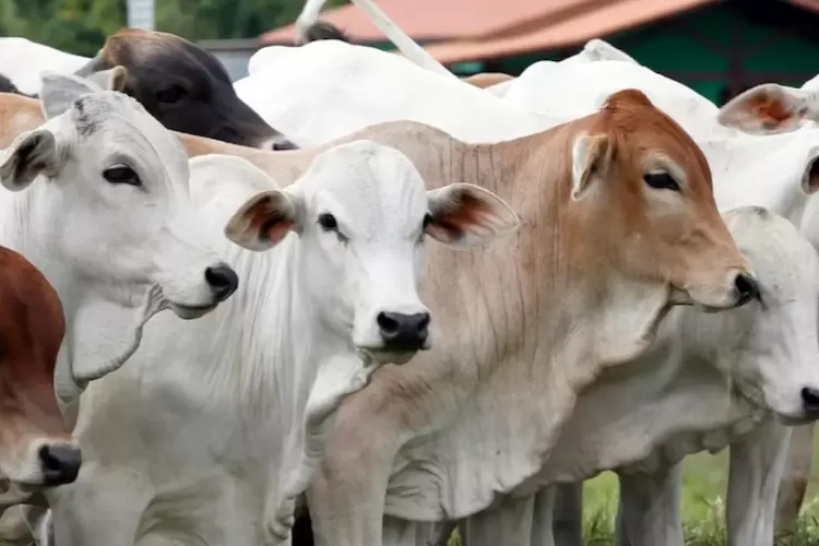 Ilustrasi (Dok. Isitmewa)