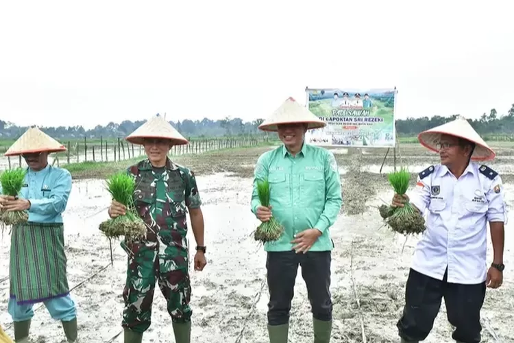 Bupati MFA Melakukan Penanaman Padi Sawah pada Gapoktan Sri Rezeki Desa Olak Besar&nbsp; (Dok. MFA)