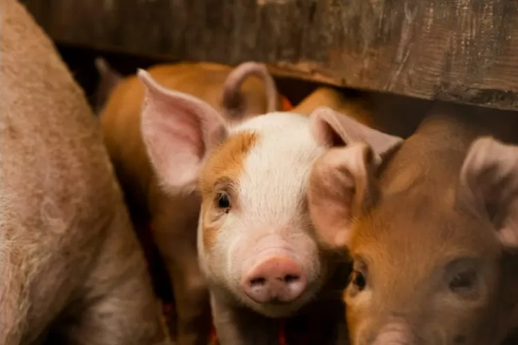 Foto ilustrasi peternakan babi - Wagub Jateng respon soal penolakan investasi peternakan babi di Jepara. ((Unsplash/dirtjoy))