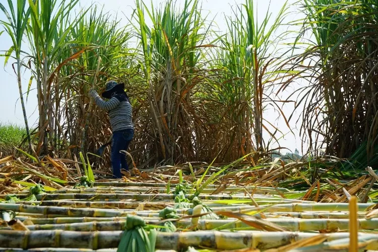 Ilustrasi petani tebu di Indonesia.  ((Facebook.com/TheDistilleryPhuket))