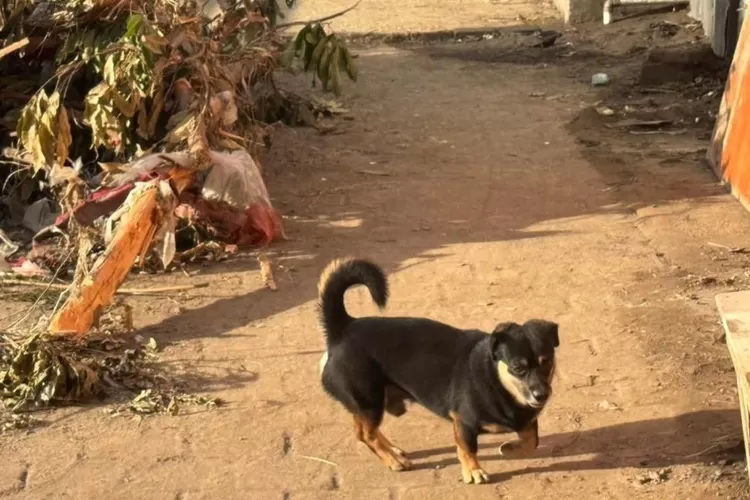 Seskab Teddy bagikan cerita soal anjing yang jadi penyelamat warga saat terjadi banjir besar di Bali. ((Instagram/sekretariat.kabinet))