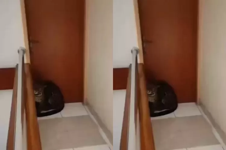 Mengintip insiden macan tutul menerobos masuk ke area hotel di Bandung, Jawa Barat, pada Senin, 6 Oktober 2025. ((X.com/@infocimahico))