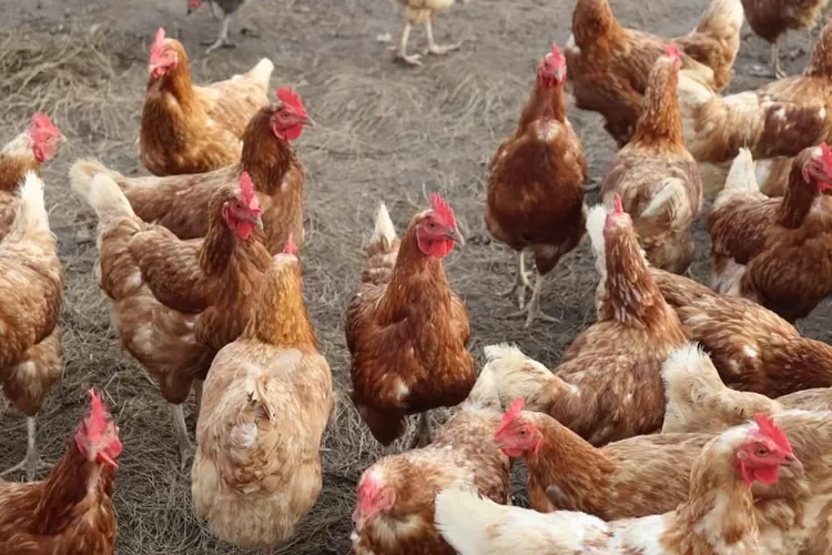 Foto ilustrasi - BGN mengungkapkan kemungkinan kenaikan harga ayam naik karena MBG.  ((Unsplash/Polly Sadler))