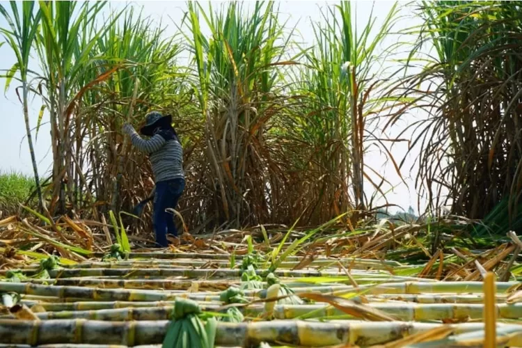 Pemerintah siapkan lahan untuk bangun pabrik etanol.  ( (Facebook.com/TheDistilleryPhuket))