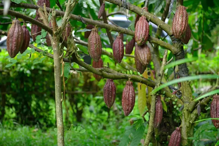 Luwu Utara Terima Bantuan Perluasan Tanaman Kakao 2.500 Hektare  (Ilustrasi - RRI)