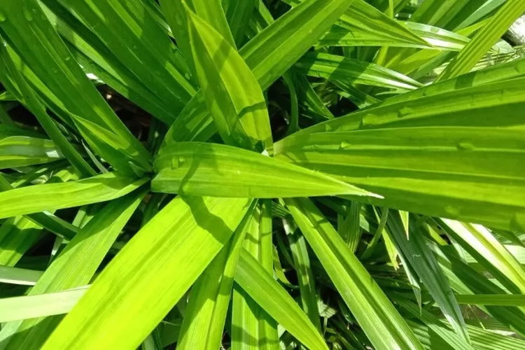 Daun Pandan Wangi (freepik.com)