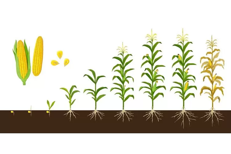 Pertumbuhan dan Perkembangan Pada Tumbuhan Apakah Sama? (Pinterest @Creative Market)