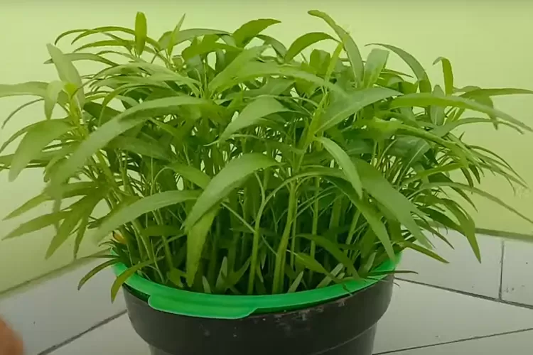 Hidroponik dengan menggunakan tanaman kangkung, Kangkung sebagai tanaman hidroponik (Urban Media)