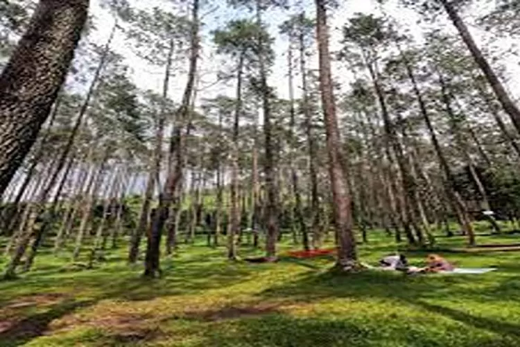 Batu Kuda Manglayang, Wisata Hutan Pinus Di Bandung Timur  (Isti)