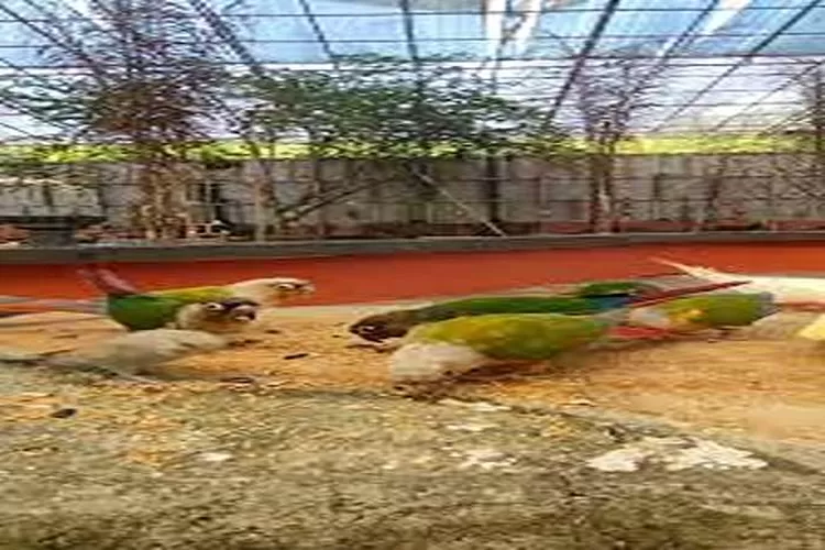 Palembang Bird Park, Wisata Edukasi Yang Cocok Untuk Dikunjungi  (Isti)