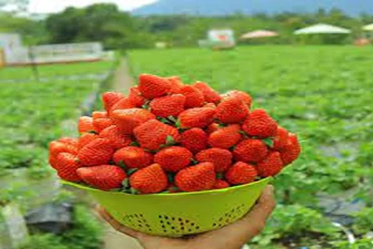 Rekomendasi Wisata Kebun Inggit Strawberry Yang Menarik Untuk Dikunjungi  (Isti)