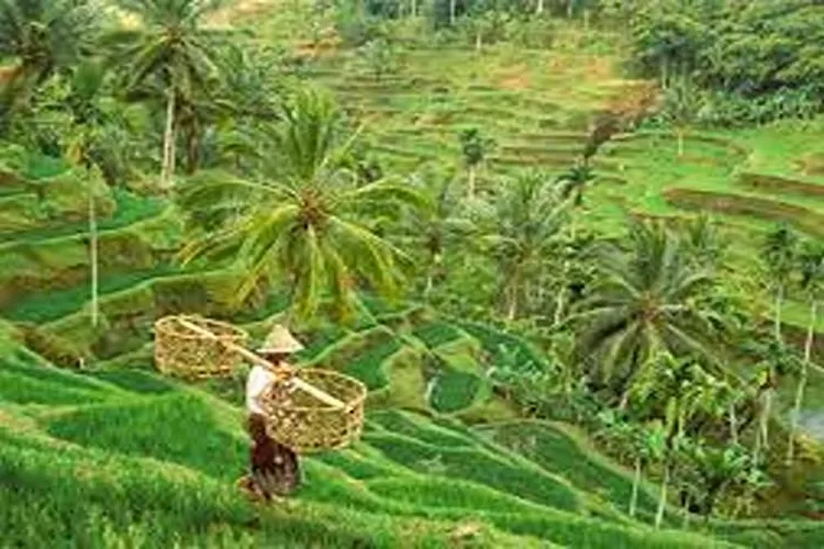 Bali Countryside Sidemen, Rekomendasi Wisata Alam Pesawahan  (Isti)