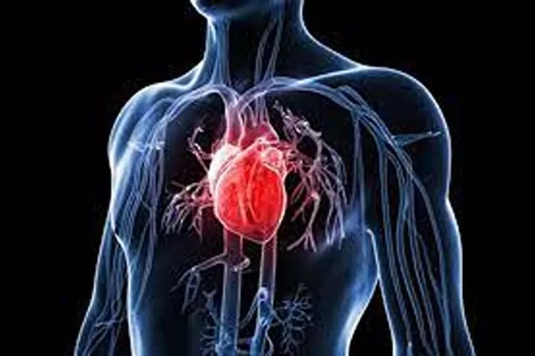 Faktor Resiko Penyakit Jantung Yang Wajib Diketahui  (Isti)