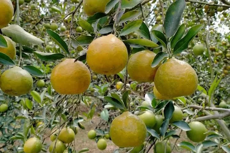 Rekomendasi wisata petik jeruk (Foto: Google Maps/Dhini Thea)