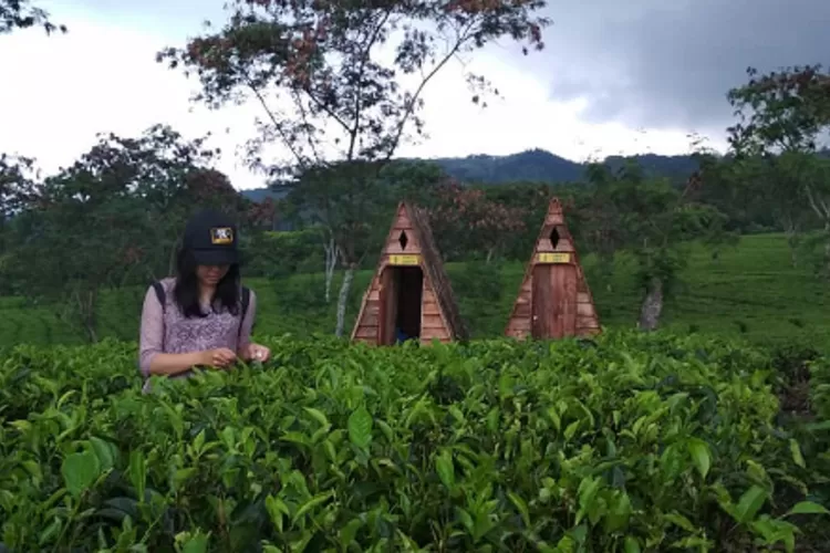 Yuk Rasakan Sensasi Liburan Di Bukit Kuneer, Surga Tersembunyi Di ...