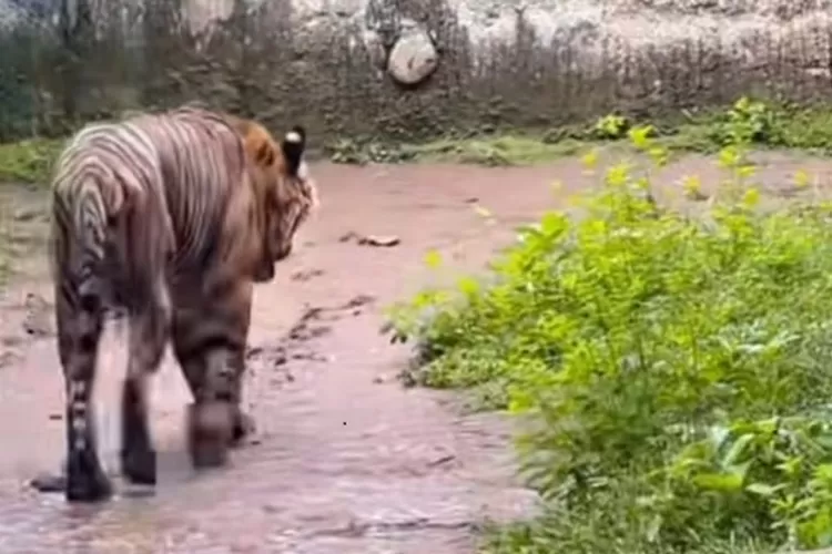 Isu soal harimau kurus di Ragunan karena pakannya diambil petugas sudah dibantah. (Foto: Tangkap layar TikTok/@quotes13_)