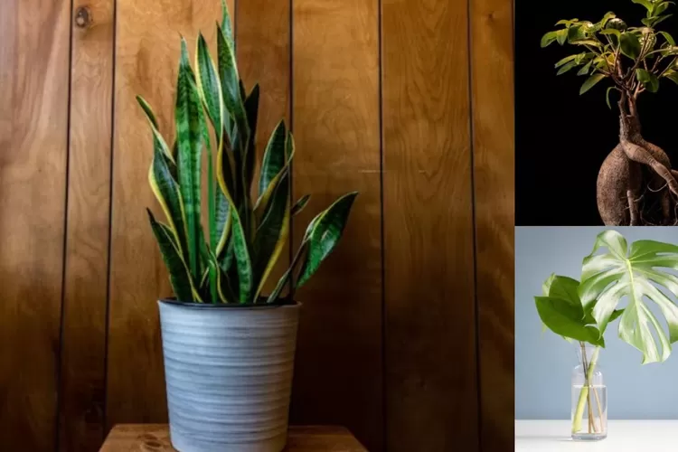 5 Rekomendasi Tanaman Hidup Ala Korea untuk Desain Kamar Minimalis Anda.