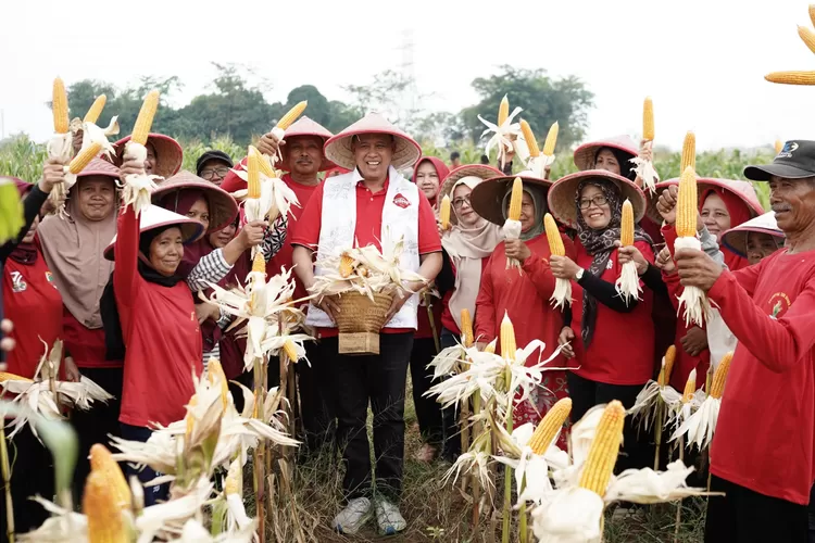 Bersama Petani di Kota Bekasi, Tri Adhianto Hadiri Panen Raya Jagung. (Foto/Fajar Saputra.)