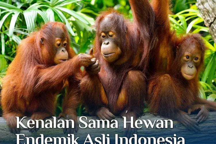 Hewan Endemik asli Indonesia (Foto/instagram @pesona.indonesia)