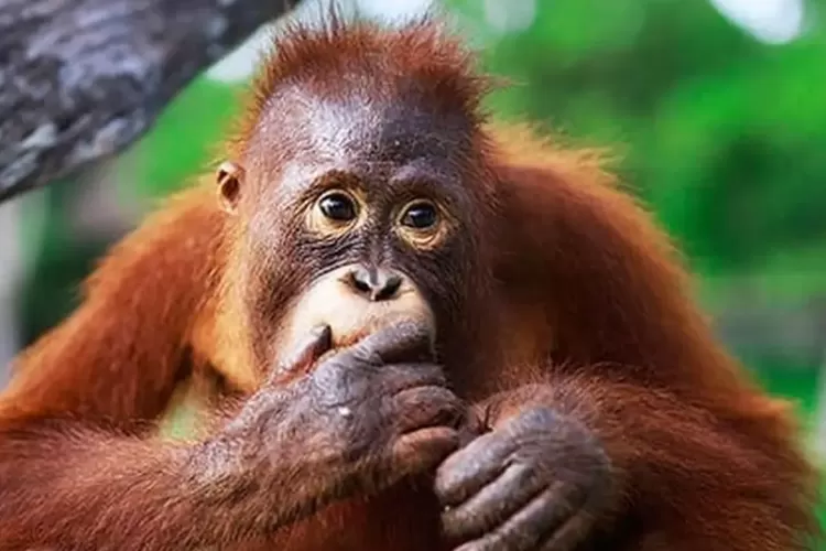 Hewan Terpintar (Google)