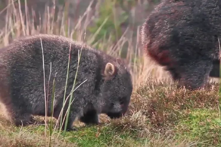 Wombat (Google)
