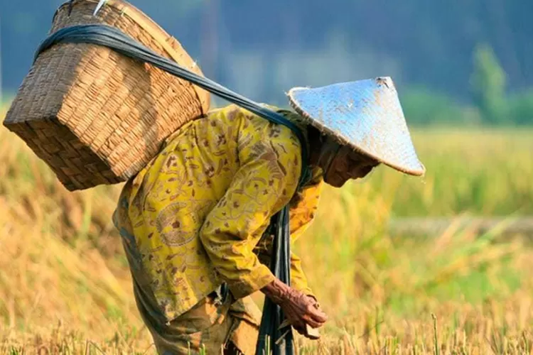 Petani Indonesia adalah tulang punggung ketahanan pangan, diperingati setiap 24 September dalam Hari Tani Nasional. Foto: Ilustrasi.
