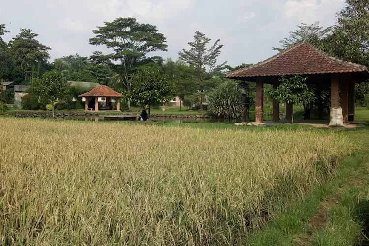 Momen menanam padi bersama di Kampoeng Wisata Cinangneng Bogor menjadi pengalaman sederhana yang meninggalkan kesan mendalam. Foto: Istimewa.