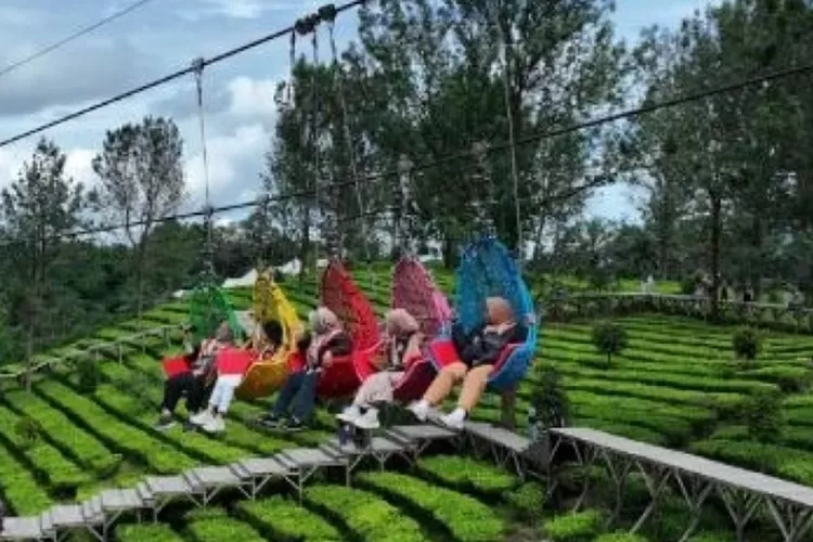 Kereta gantung melintasi kebun teh di Agrowisata Gunung Mas, destinasi keluarga populer di Puncak Bogor. Foto: Istimewa.