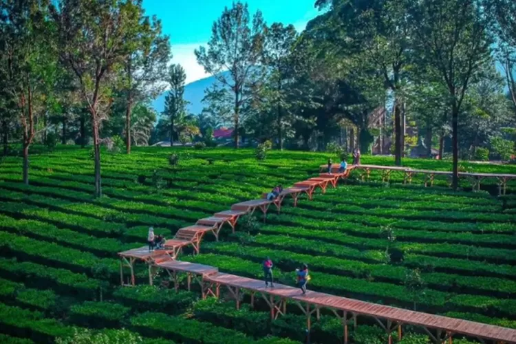 Pemandangan kebun teh di Agrowisata Gunung Mas Puncak kombinasi udara sejuk dan aktivitas seru untuk semua usia. Foto: Istimewa.