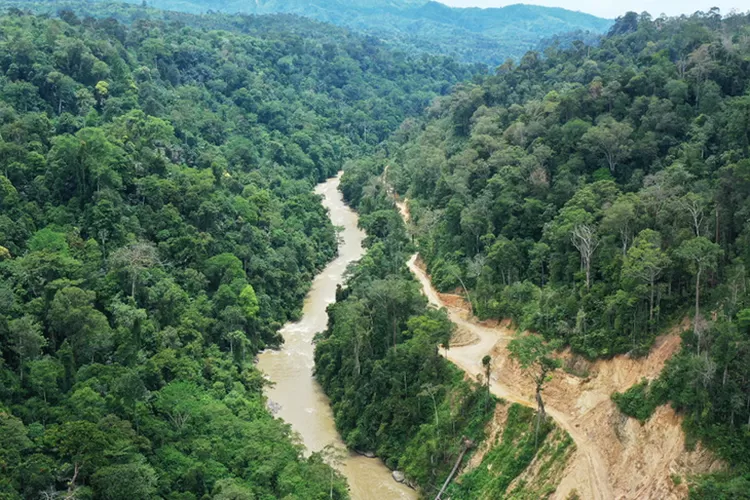 Hutan Tapanuli yang kembali menjadi sorotan publik di tengah bencana banjir bandang. Foto: Istimewa.