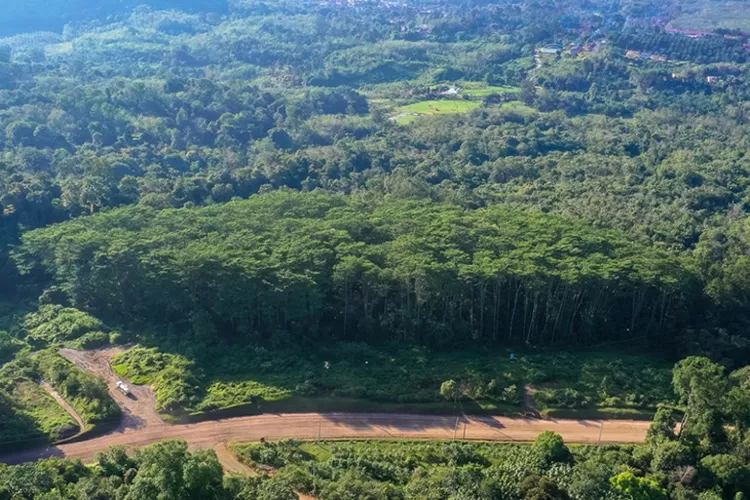 Kawasan hutan Tapanuli yang kembali menjadi perhatian publik usai banjir bandang. Foto: Istimewa.