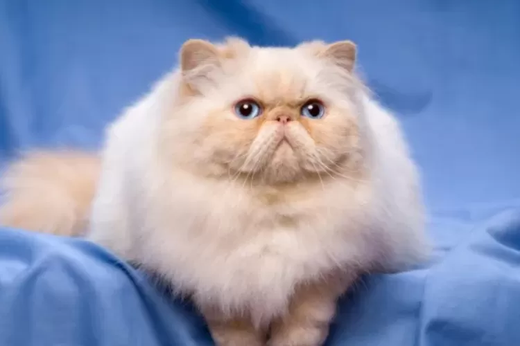 25 nama kucing unik dan bermakna yang bikin kamu jatuh cinta pada pandangan pertama! (Parade Pets)