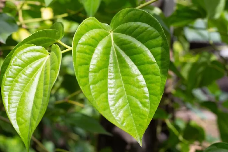 Daun sirih begitu banyak manfaat untuk tubuh kita (google)
