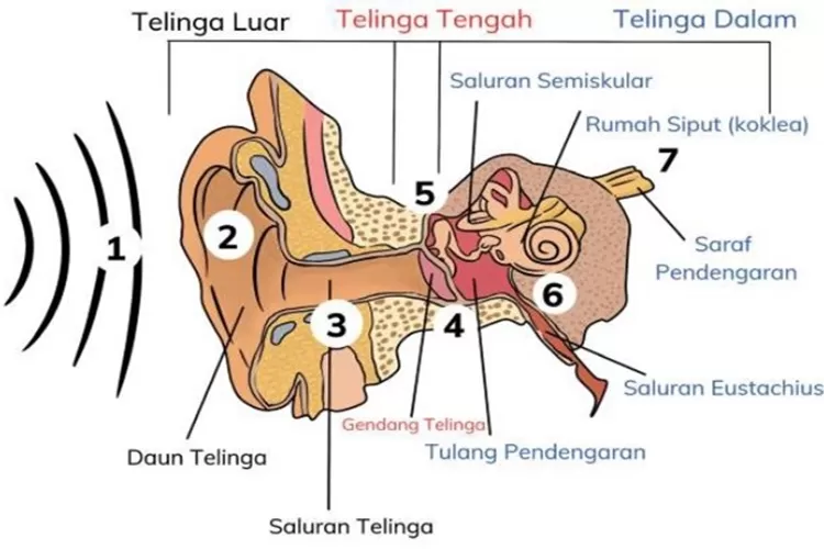 Ayo Belajar Dengan 11 Soal Ipas Kelas 5 Bab 1 Topik C Bunyi Dan