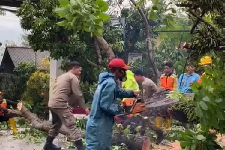 Seorang pengendara motor tertimpa pohon tumbang saat hujan lebat di Jalan Transyogi, Kecamatan Cariu, Kabupaten Bogor, Rabu 1 November 2023. (BPBD)